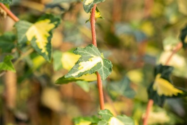 Hedera helix 'Goldheart' Murgröna 5-10 i kruka P9