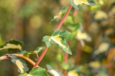 Hedera helix 'Goldheart' Murgröna 5-10 i kruka P9