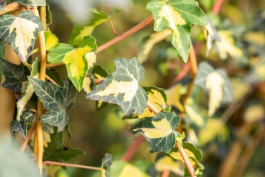 Hedera helix 'Goldheart' Murgröna 5-10 i kruka P9