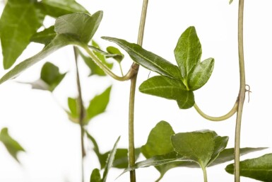 Hedera helix 'Shamrock'