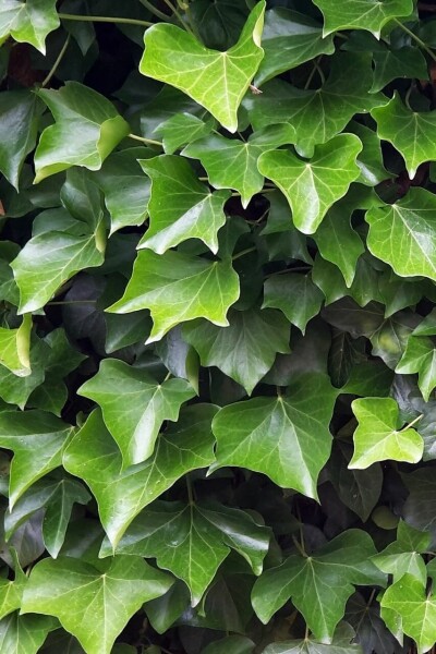 Hedera hibernica