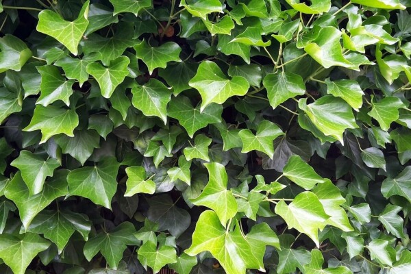 Hedera hibernica