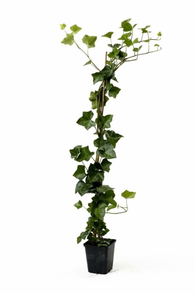 Hedera hibernica