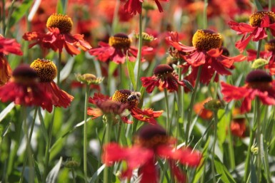 Helenium 'Moerheim Beauty' Solbrudar 5-10 i kruka P9