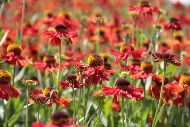 Helenium 'Moerheim Beauty' Solbrudar 5-10 i kruka P9