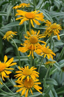 Helenium hoopesii