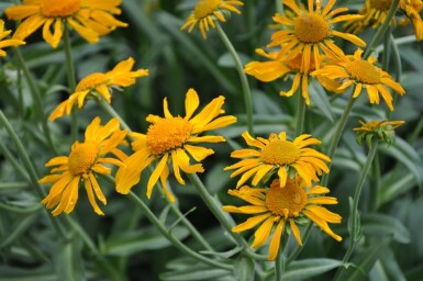 Helenium hoopesii