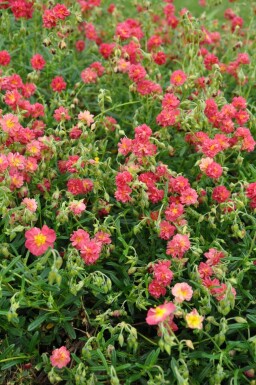 Helianthemum 'Amabile Plenum'