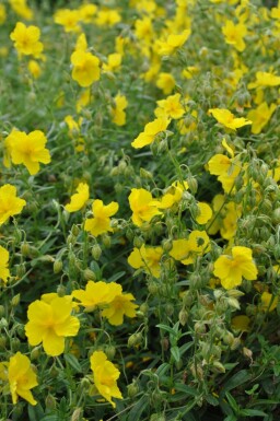 Helianthemum 'Golden Queen' Solvändor 5-10 i kruka P9