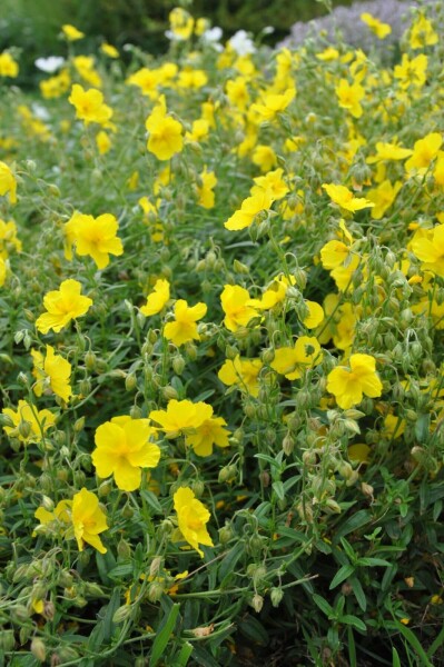 Helianthemum 'Golden Queen'