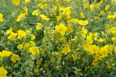 Helianthemum 'Golden Queen' Solvändor 5-10 i kruka P9