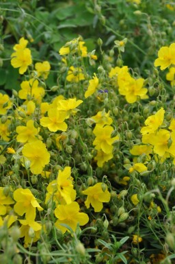 Helianthemum 'Golden Queen' Solvändor 5-10 i kruka P9