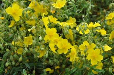 Helianthemum 'Golden Queen' Solvändor 5-10 i kruka P9