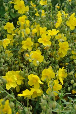 Helianthemum 'Golden Queen' Solvändor 5-10 i kruka P9