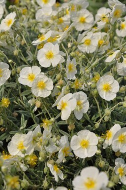 Helianthemum 'The Bride' Solvändor 5-10 i kruka P9