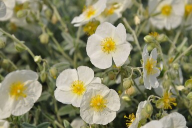 Helianthemum 'The Bride' Solvändor 5-10 i kruka P9