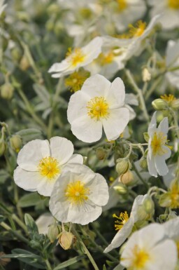 Helianthemum 'The Bride' Solvändor 5-10 i kruka P9