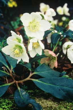 Helleborus niger