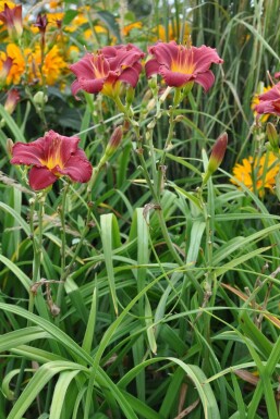 Hemerocallis 'Sammy Russell' Dagliljor 5-10 i kruka P9