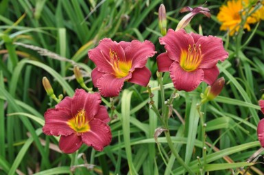 Hemerocallis 'Sammy Russell' Dagliljor 5-10 i kruka P9