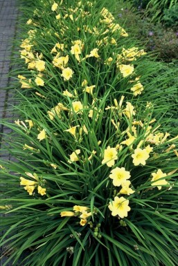 Hemerocallis 'Stella de Oro' Daglilja 5-10 i kruka P9