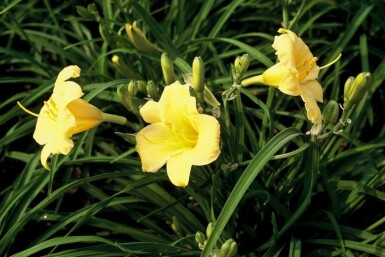 Hemerocallis 'Stella de Oro' Daglilja 5-10 i kruka P9