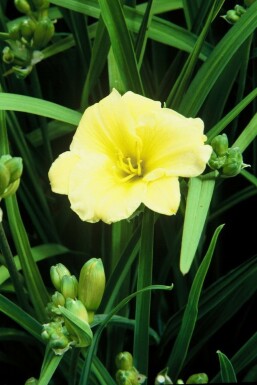 Hemerocallis 'Stella de Oro' Daglilja 5-10 i kruka P9