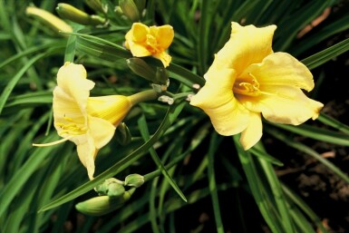 Hemerocallis 'Stella de Oro' Daglilja 5-10 i kruka P9