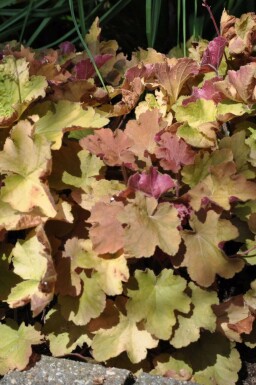 Heuchera 'Caramel' Alunrötter 5-10 i kruka P9