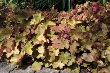 Heuchera 'Caramel' Alunrötter 5-10 i kruka P9