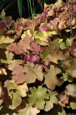 Heuchera 'Caramel' Alunrötter 5-10 i kruka P9