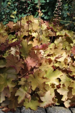 Heuchera 'Caramel' Alunrötter 5-10 i kruka P9