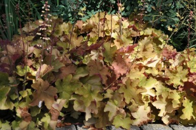 Heuchera 'Caramel' Alunrötter 5-10 i kruka P9