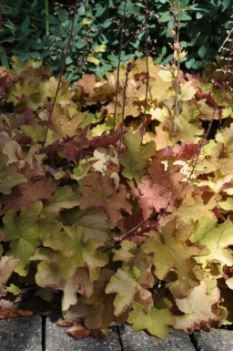 Heuchera 'Caramel' Alunrötter 5-10 i kruka P9