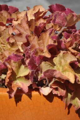 Heuchera 'Caramel' Alunrötter 5-10 i kruka P9