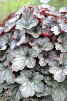 Heuchera 'Regina' Alunrötter 5-10 i kruka P9