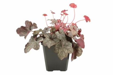 Heuchera 'Regina'