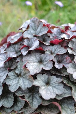 Heuchera 'Regina' Alunrötter 5-10 i kruka P9