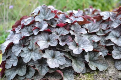 Heuchera 'Regina' Alunrötter 5-10 i kruka P9