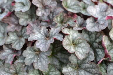 Heuchera 'Regina' Alunrötter 5-10 i kruka P9