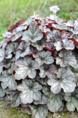 Heuchera 'Regina' Alunrötter 5-10 i kruka P9