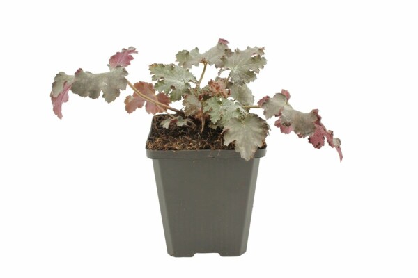 Heuchera 'Stormy Seas'