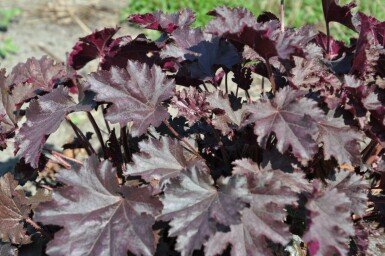 Heuchera 'Stormy Seas'