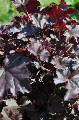 Heuchera 'Stormy Seas'