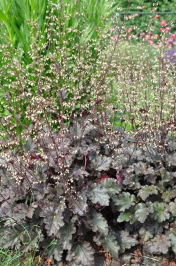 Heuchera 'Stormy Seas'