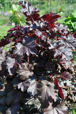 Heuchera 'Stormy Seas'