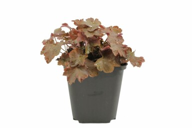 Heuchera micrantha 'Palace Purple'