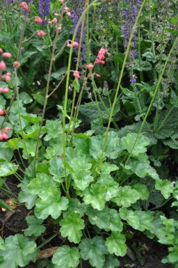 Heuchera sanguinea 'Leuchtkäfer' Blodalunrot 5-10 i kruka P9