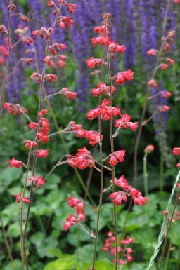 Heuchera sanguinea 'Leuchtkäfer' Blodalunrot 5-10 i kruka P9