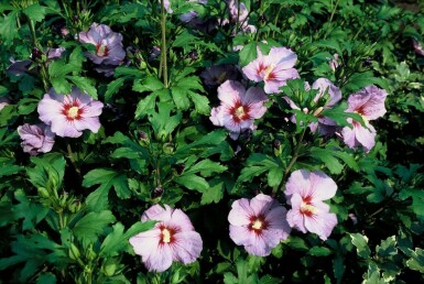 Hibiscus syriacus 'Oiseau Bleu'